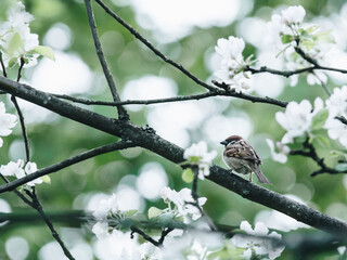 娱乐圈沪上马亲王是谁