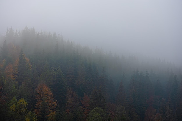 娱乐圈沪上马亲王是谁